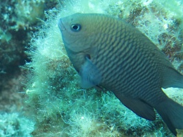 43 Damselfish IMG 3748